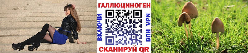 дарк нет Telegram  Мамадыш  Псилоцибиновые грибы MAGIC MUSHROOMS 